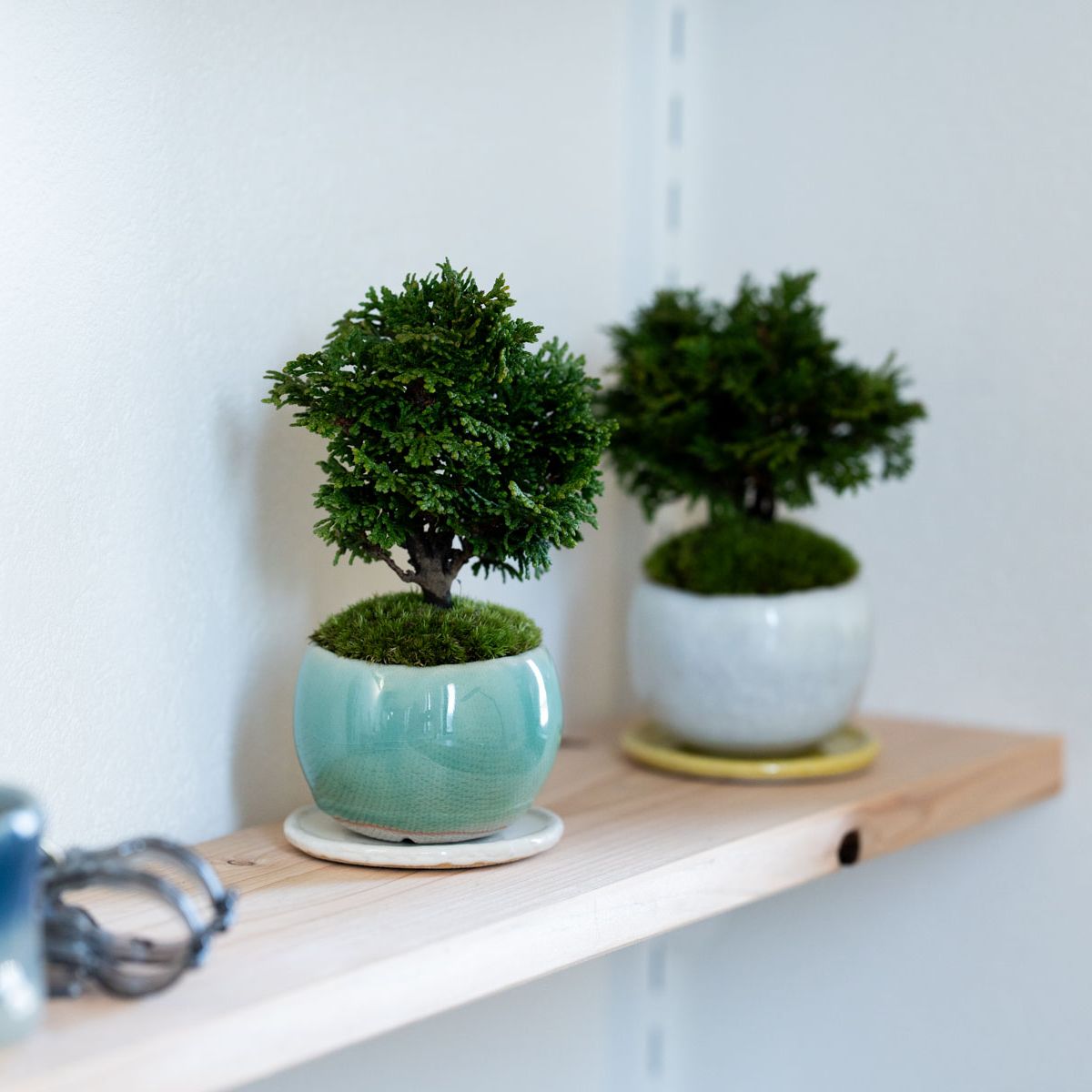 津山ヒノキ|氷青のうつわ【受け皿セット】